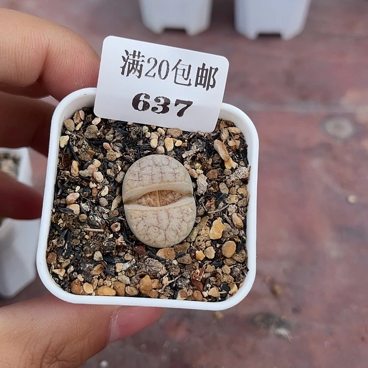 当前无花朵，栽培后可花朵拿铁、634