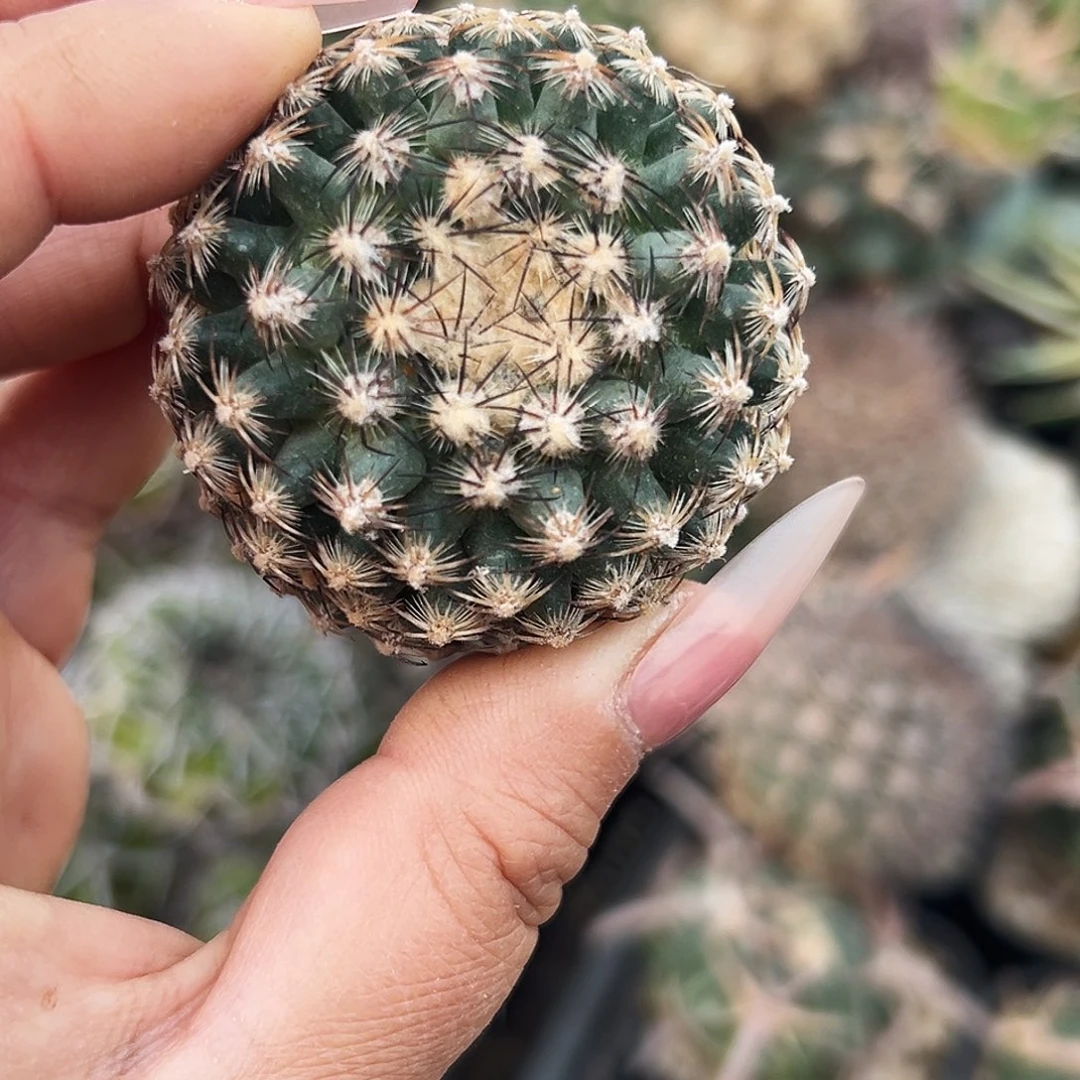 雪之轮微根仙人球66666