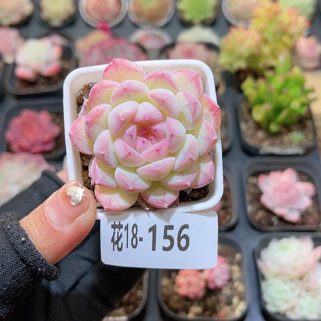 花18-156白桃汽水