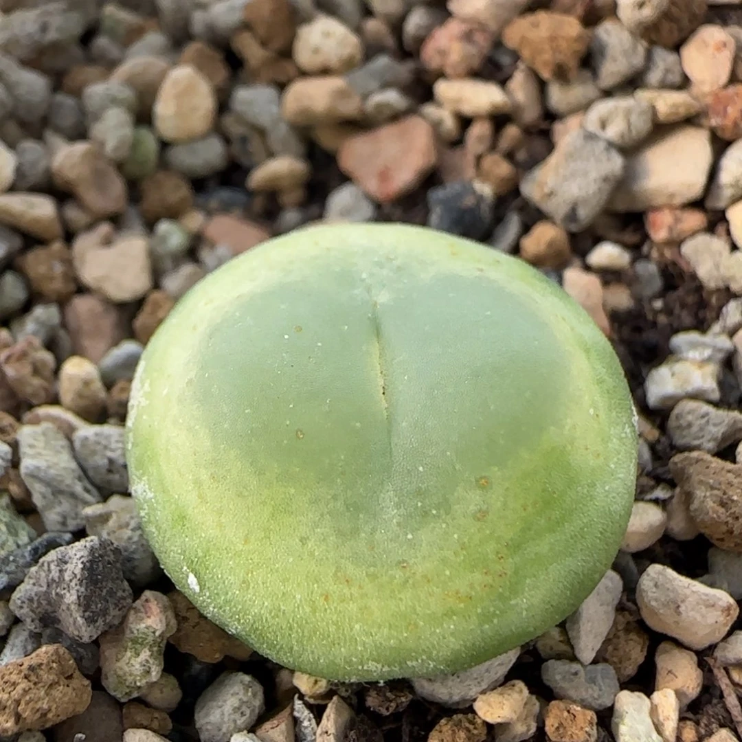 1-4-3-4当天满38包邮1.8cm紫皮拉登2606脱土