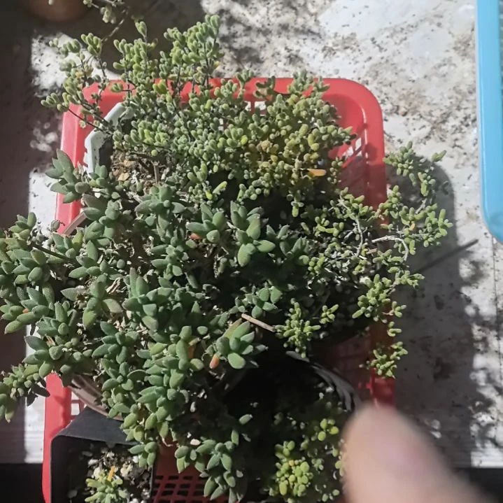 套餐191精品大货