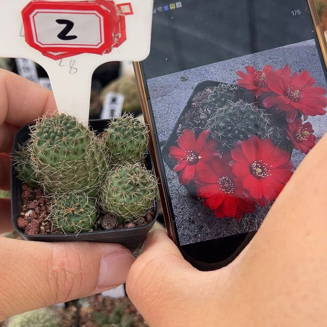 2有瑕疵红梅3特价福利