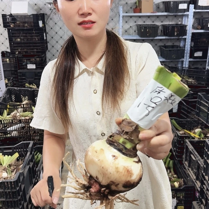 当前无花栽培后可以开花气质美女10+大球1号