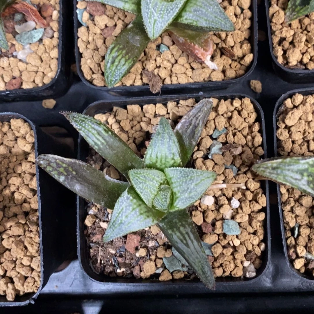 178 一颗花神乐 端午福利