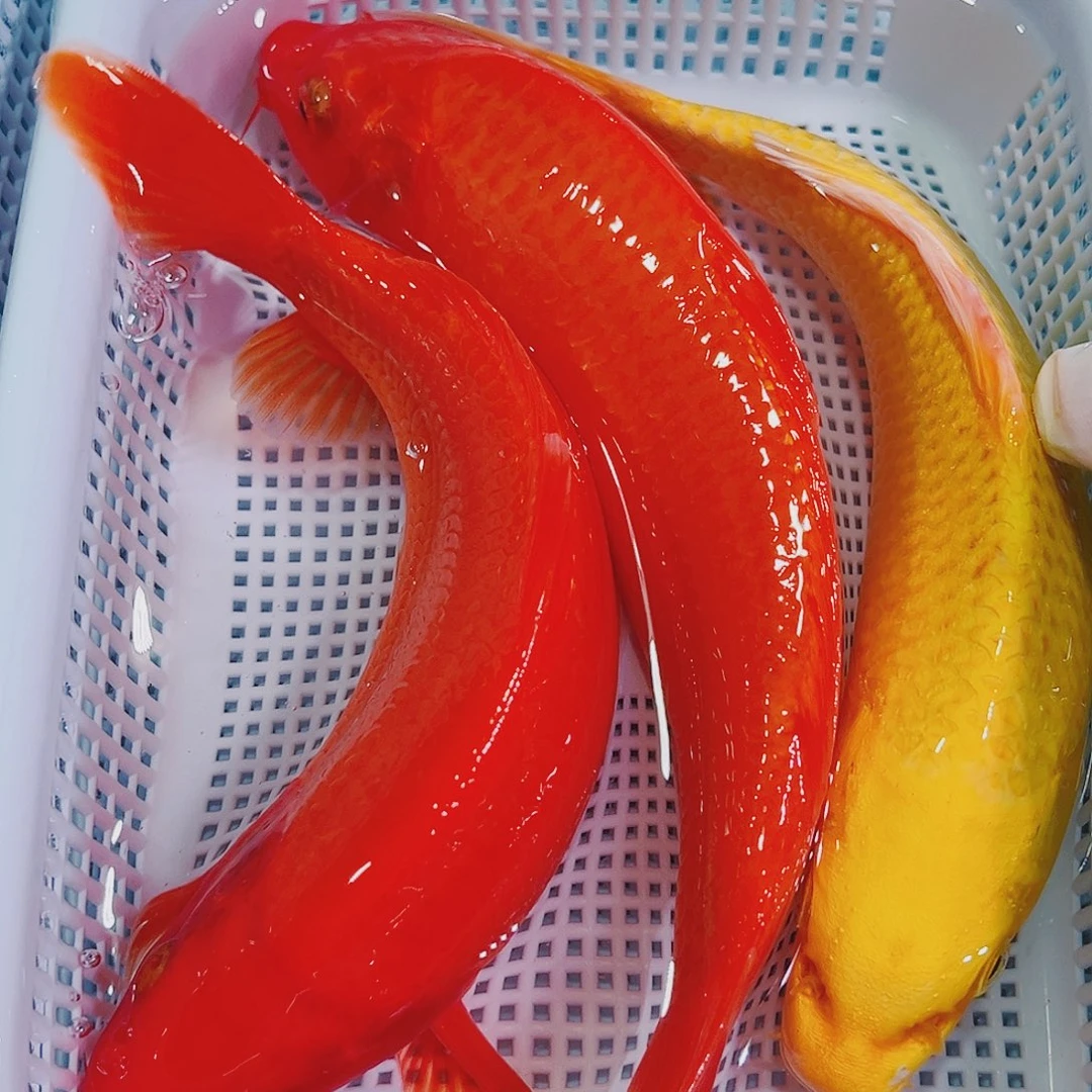 锦鲤锦鲤冷水鱼观赏