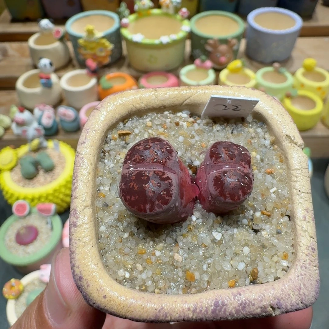 蘑菇1155酒红紫薰多肉植物