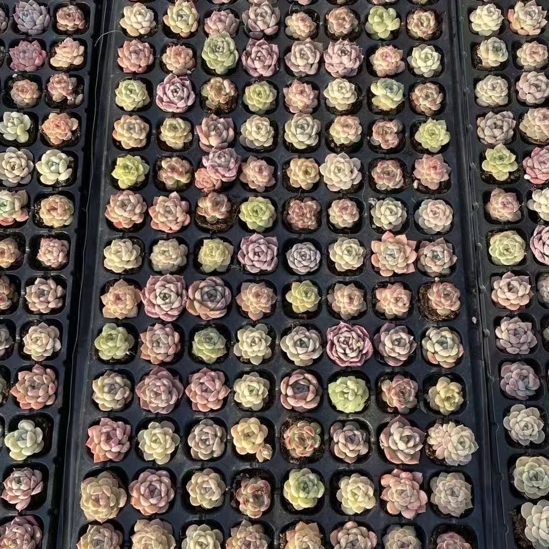 多肉植物一箱包邮 室内外盆栽新手好养活耐热