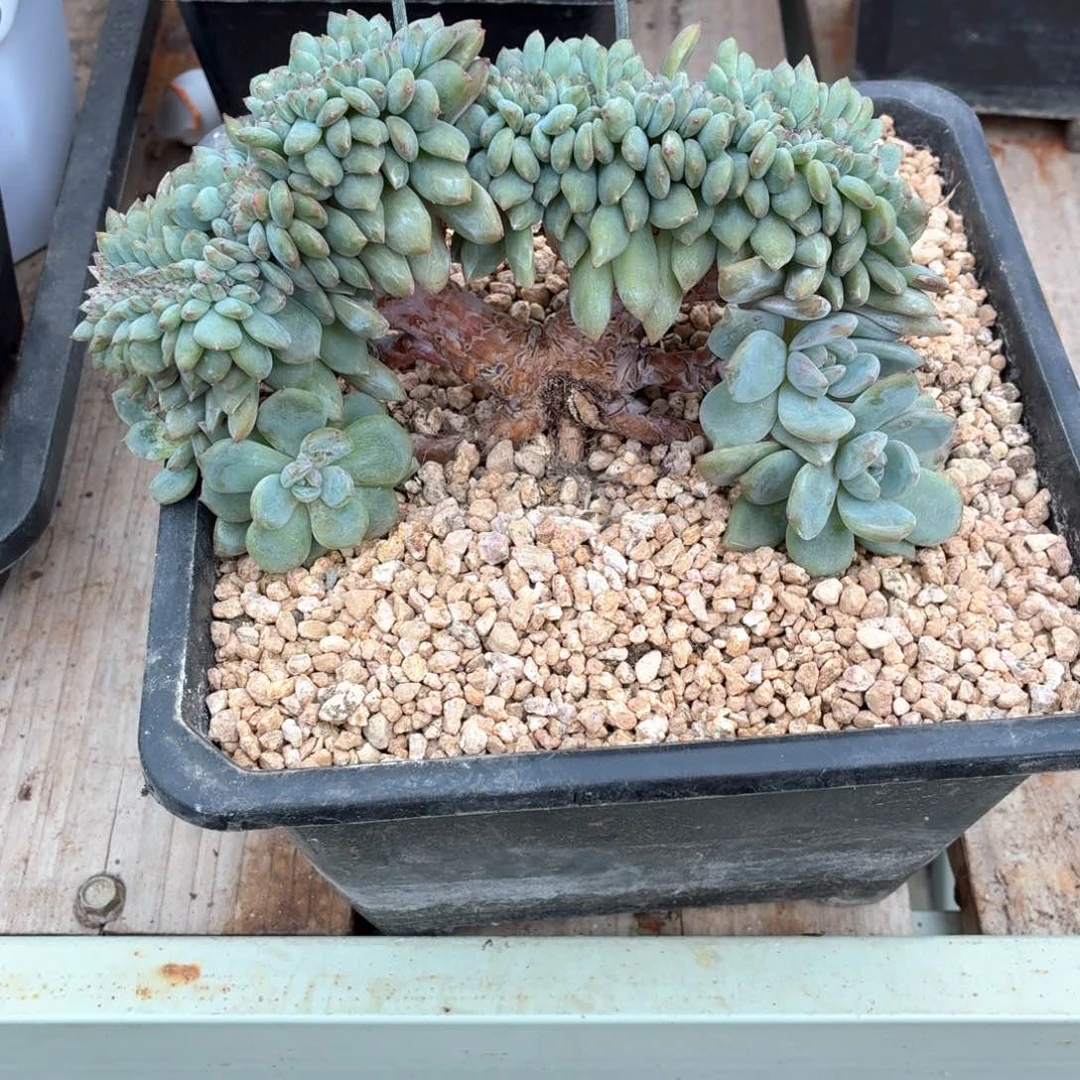 a***ia宝宝寄养绿底星影