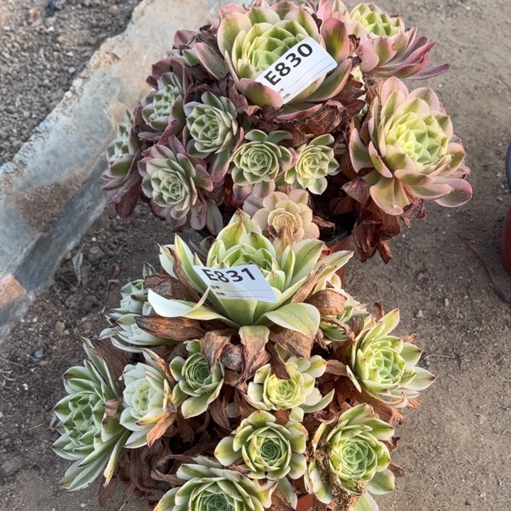 多肉植物荔枝一粒沙白