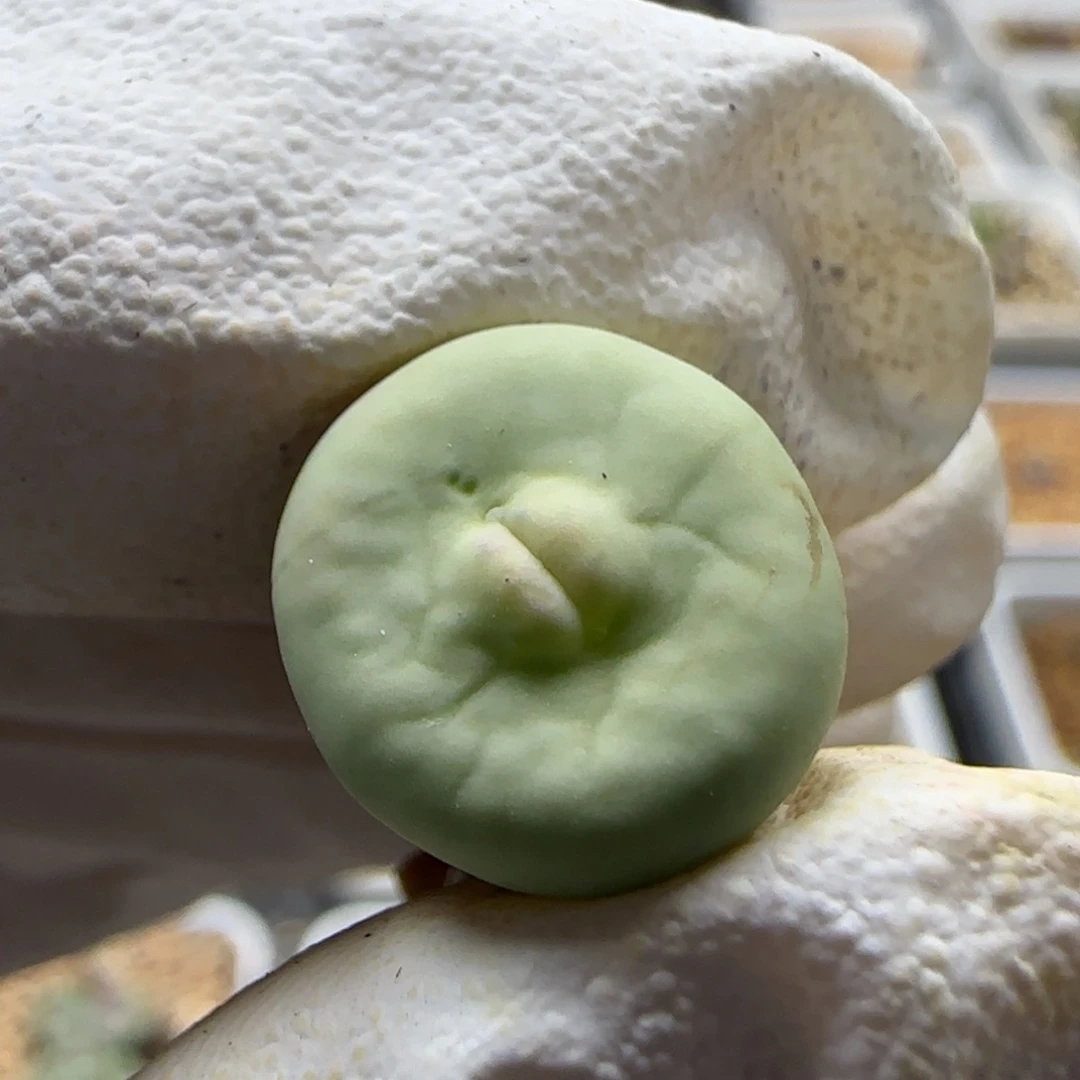 S****6-30当天满38包邮大型嘟嘟嘴