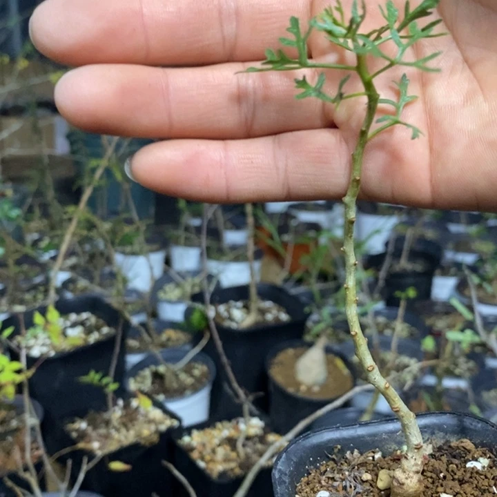世***哥鹿角橄榄带盆土发货