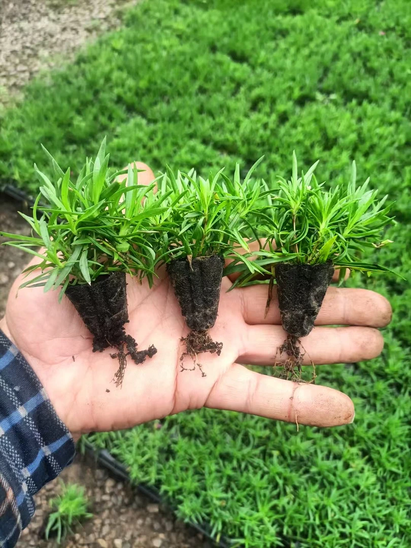 欧石竹128孔穴盘苗，会开花的草坪，庭院绿化