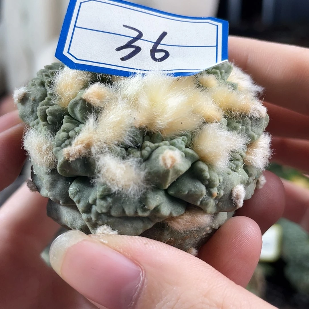 26号自根福利怒涛牡丹