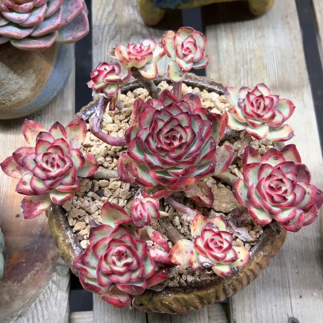 肉酱玫瑰28 零零多肉植物