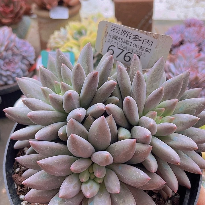 6760红蜻蜓。