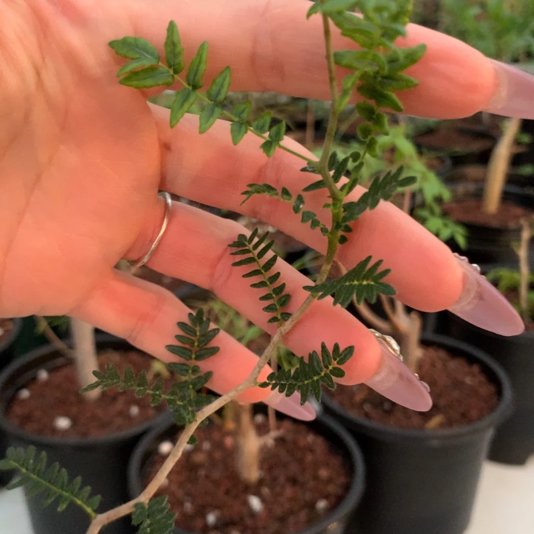 萇滔天橄榄小苗苗苗