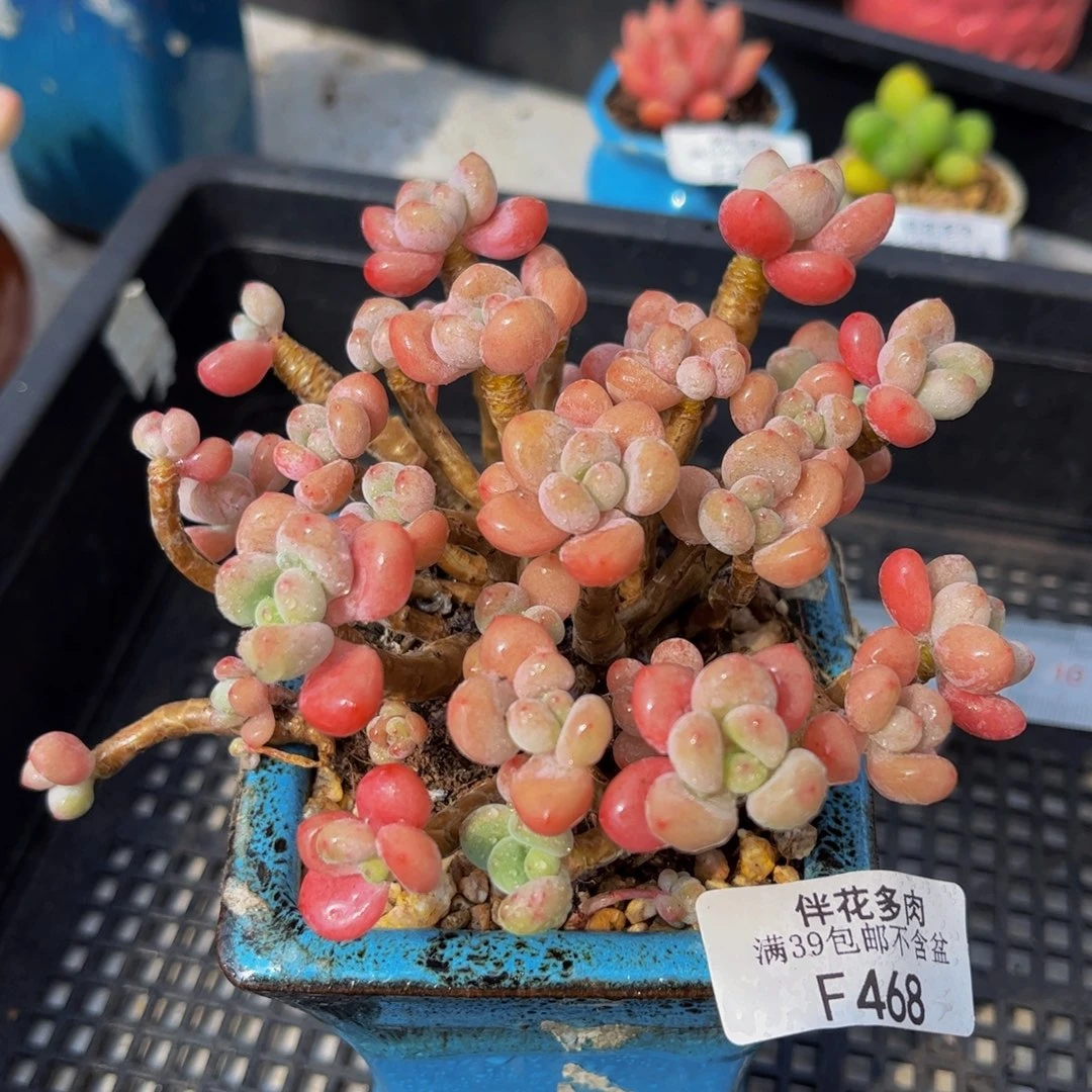 468-老桩鱼子酱多肉10cm