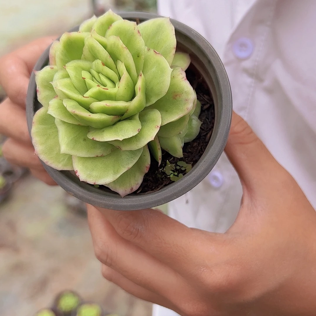 3盆 韩版冰玫瑰锦