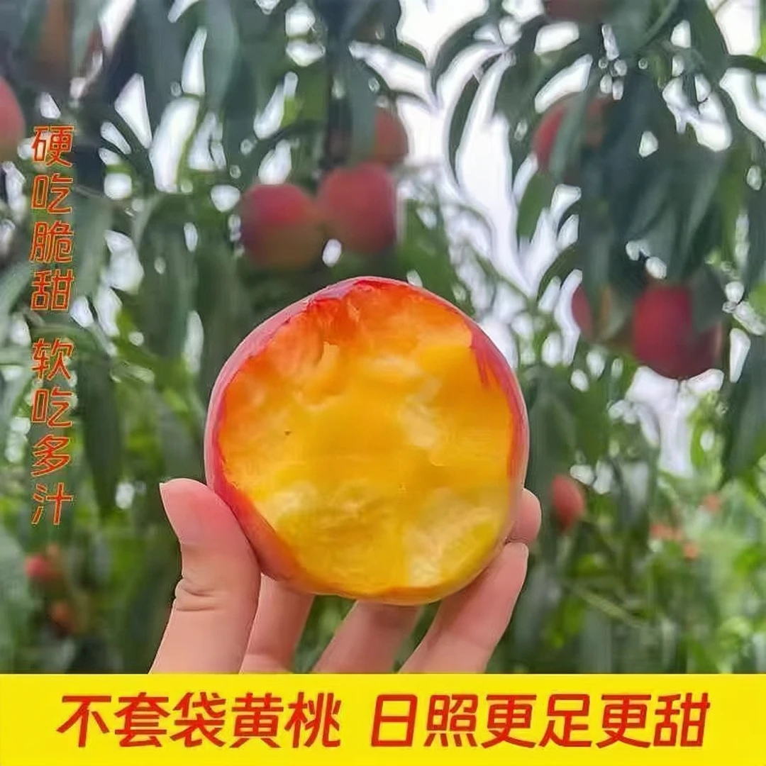 新鲜现摘彩虹黄金蜜黄桃当季水果脆香甜多汁蜜桃