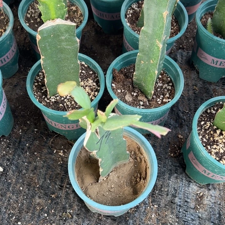 情***怀57号073重瓣花花，