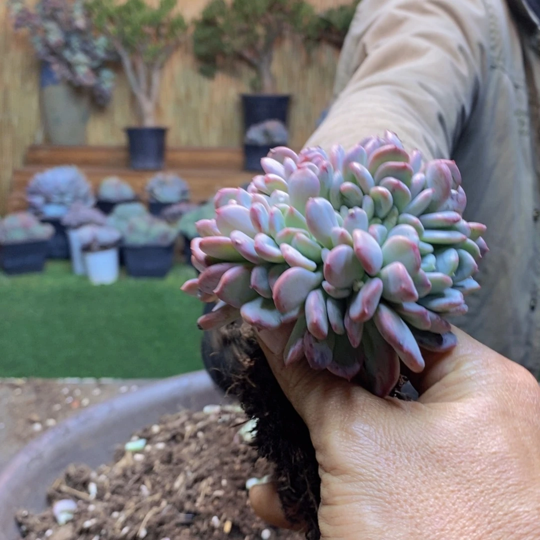 妞**帅F30号玛瑙缀多肉