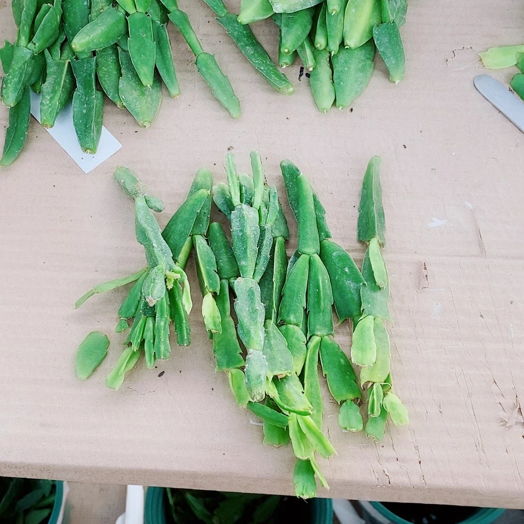 无花朵混色一支一品12个品种叶片