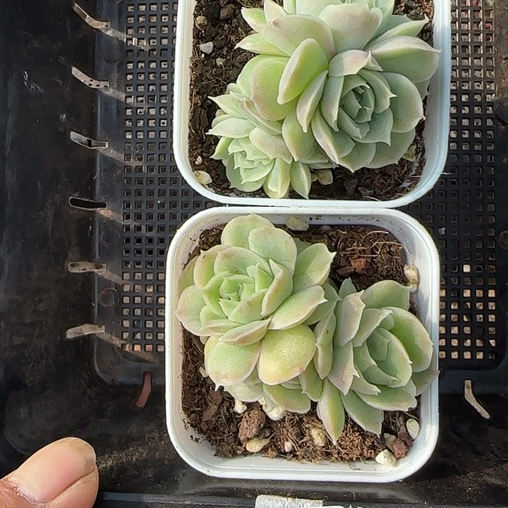 花时光精品多肉282