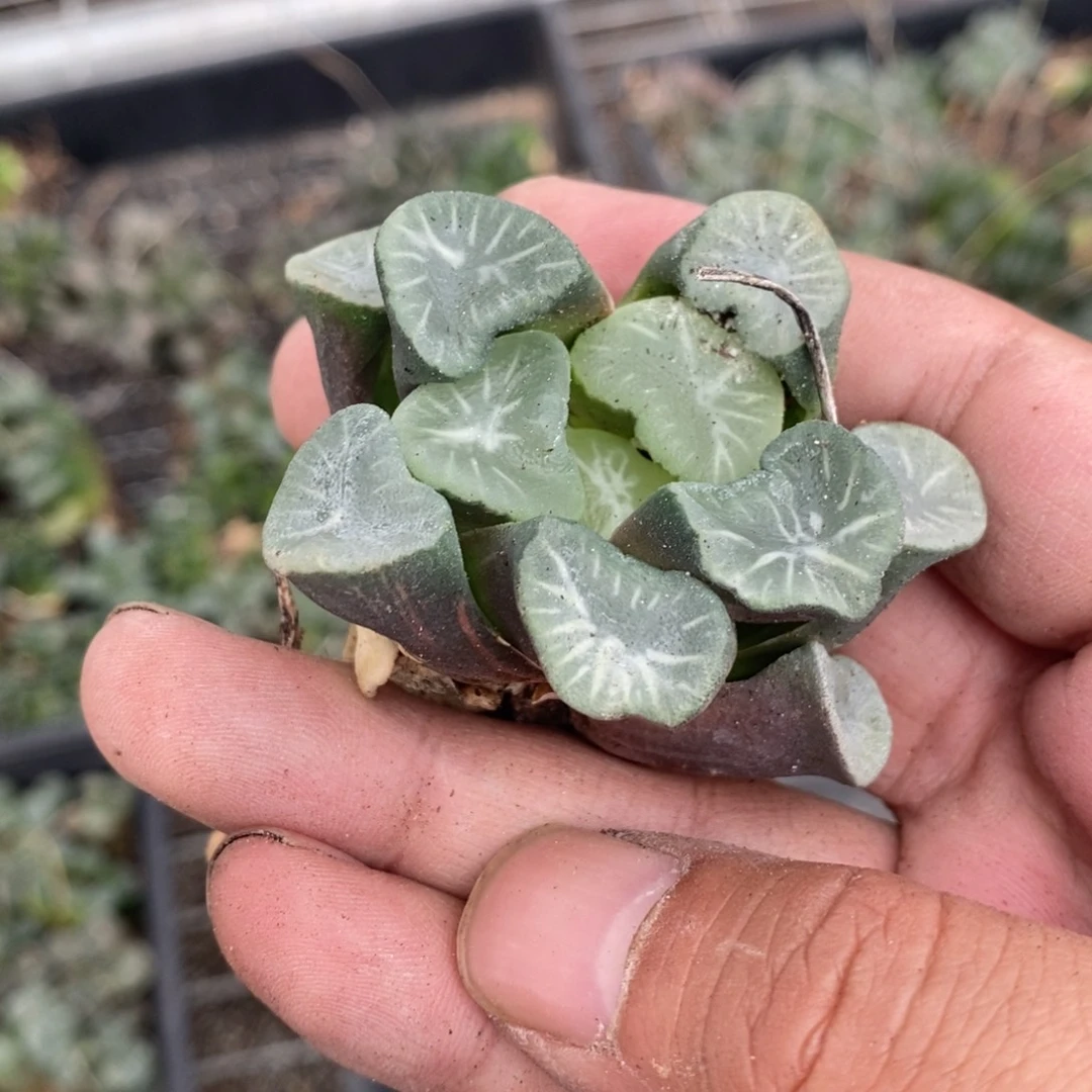 樱***子632 一颗福利。