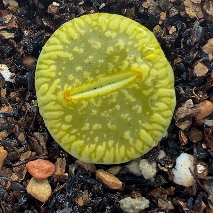 563多肉植物种类多样