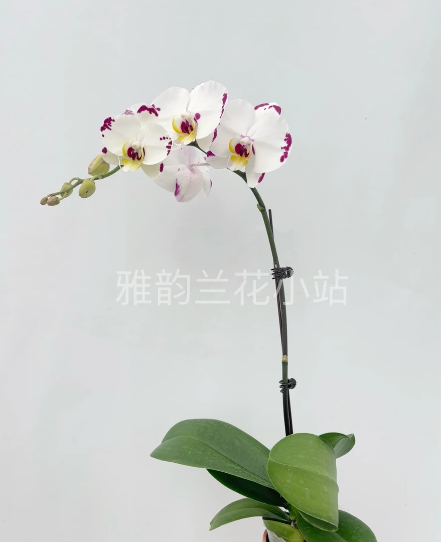 45229 蝴蝶兰 海蓝之谜 新品 精品蝴蝶兰带花带花剑 耐养