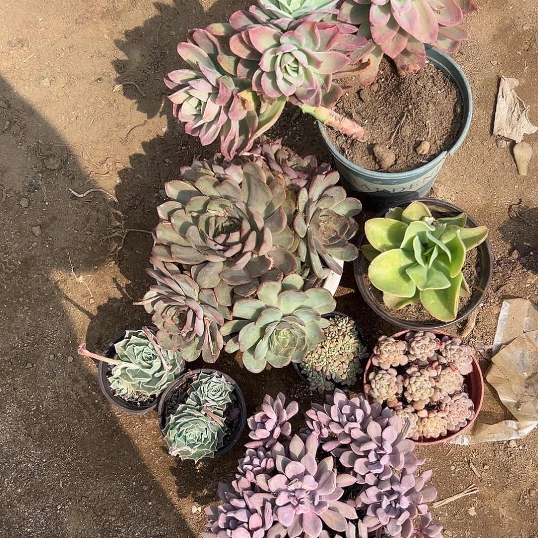 多肉植物多肉植物