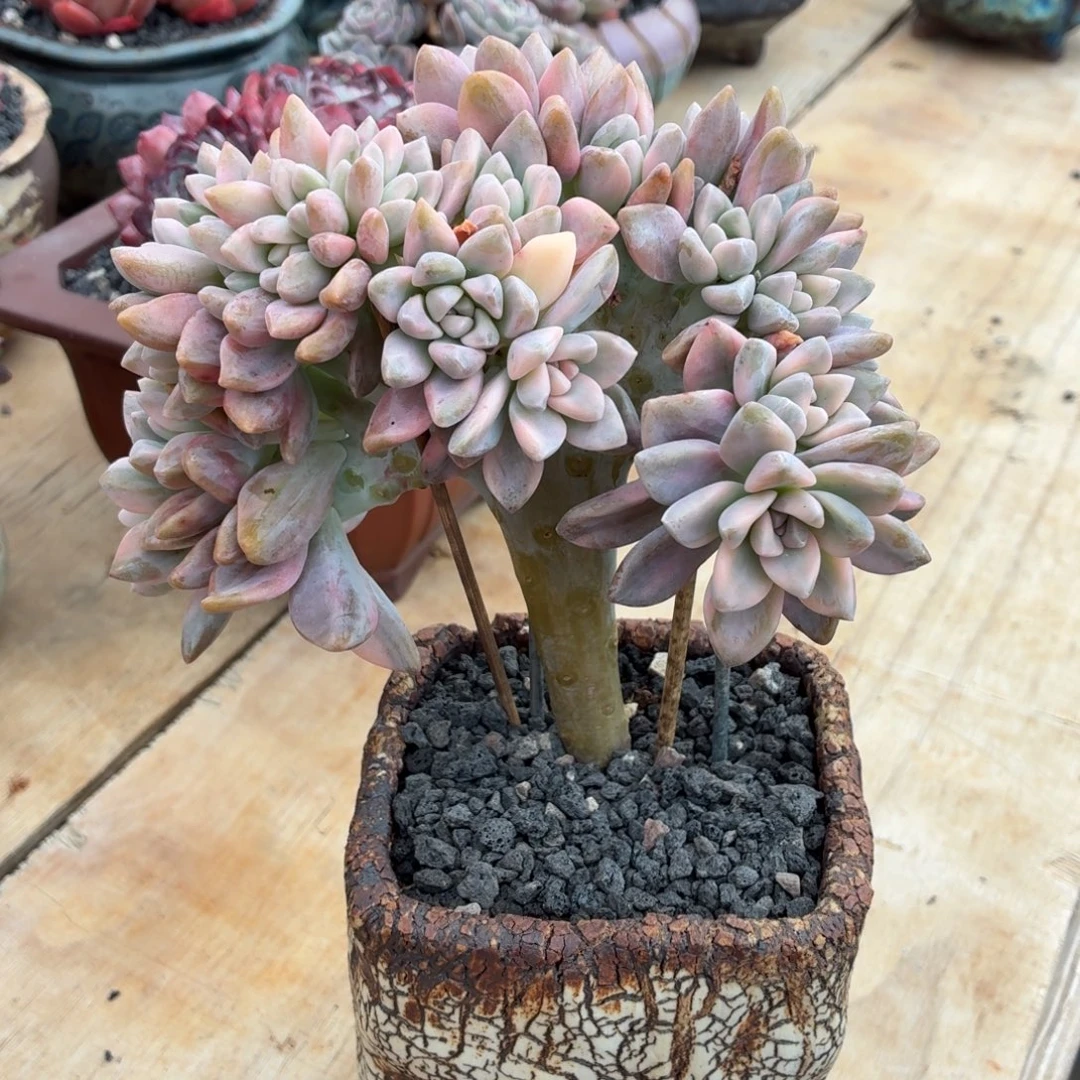 多肉植物 淡雪缀-4