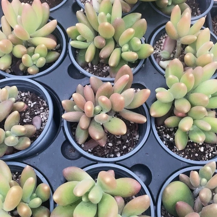 芒果奶15.8一盆8888888