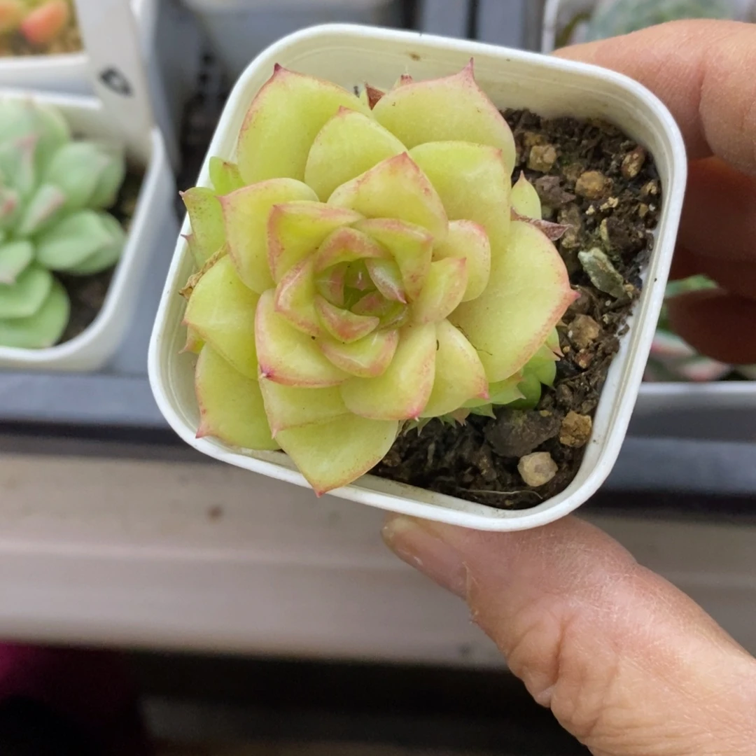 精品多肉一物一拍不包整399