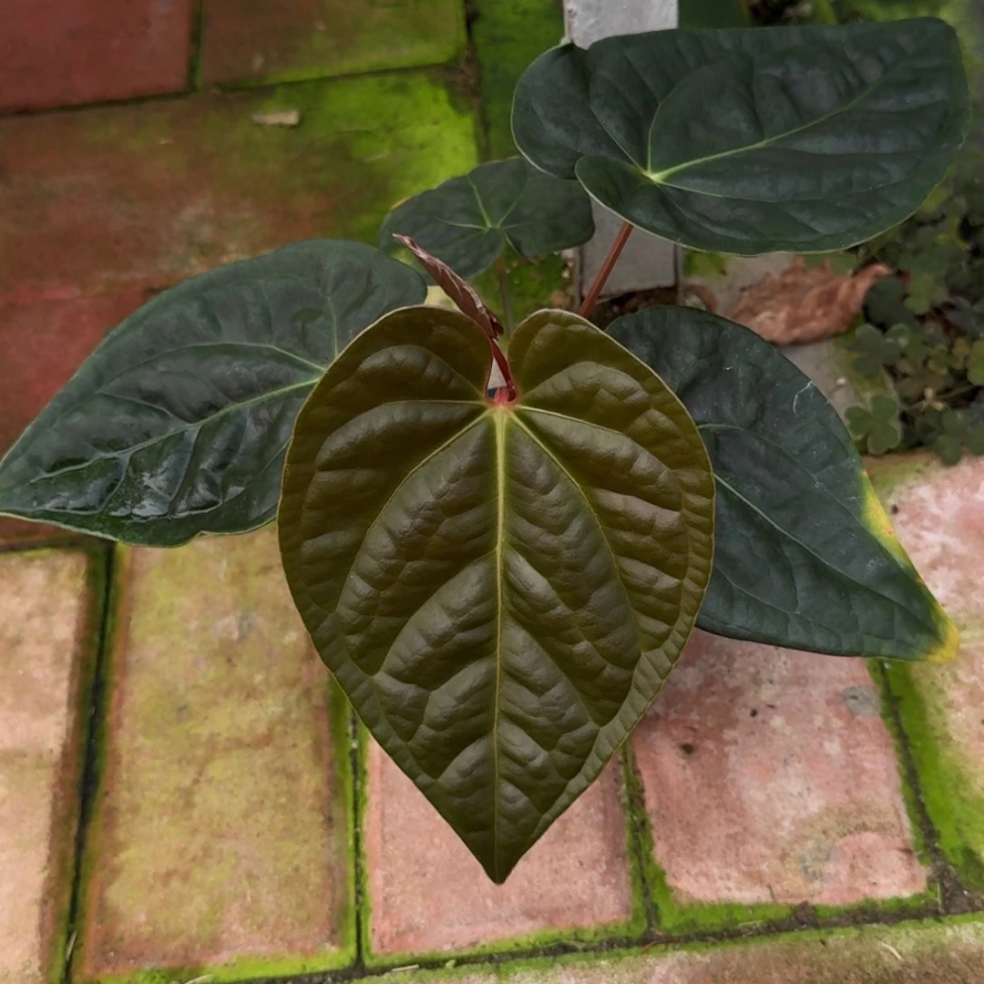 无花朵帝王杂黑奢华