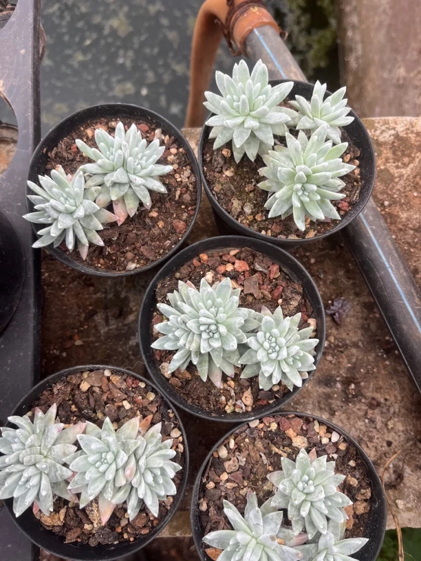 （满15包邮）老桩白菊四头起发