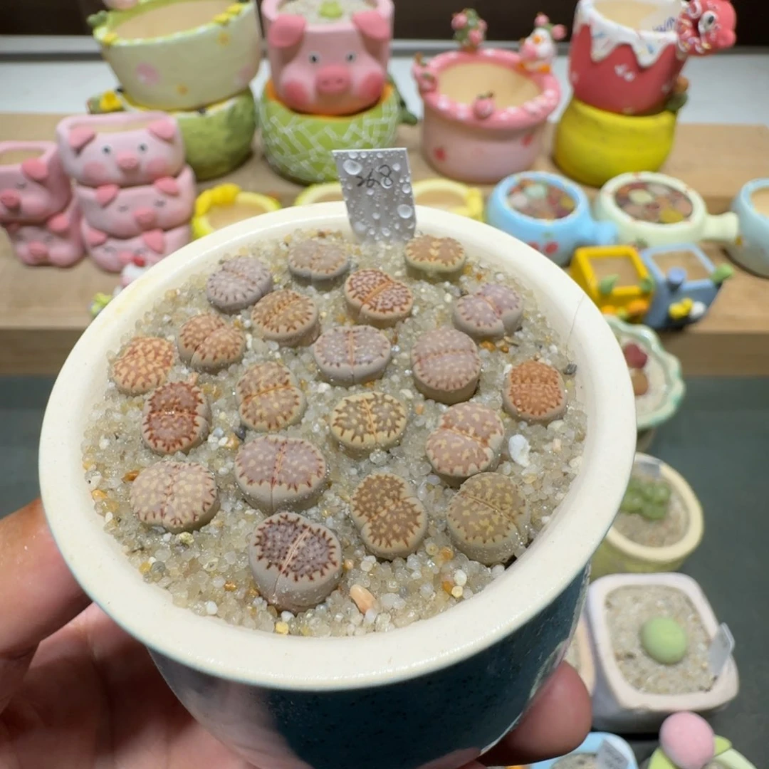 蘑菇205寿丽饼干彩拼