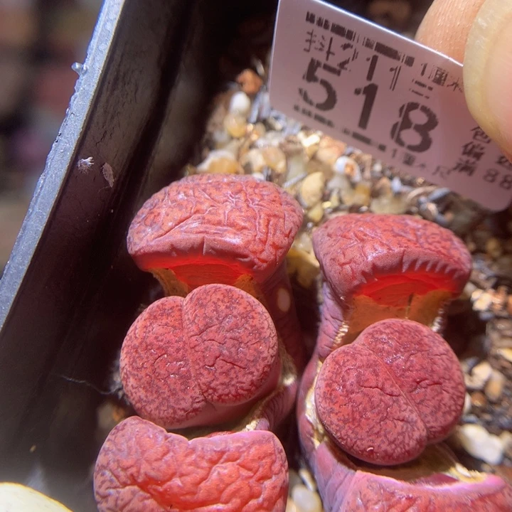 精品生石花211.518