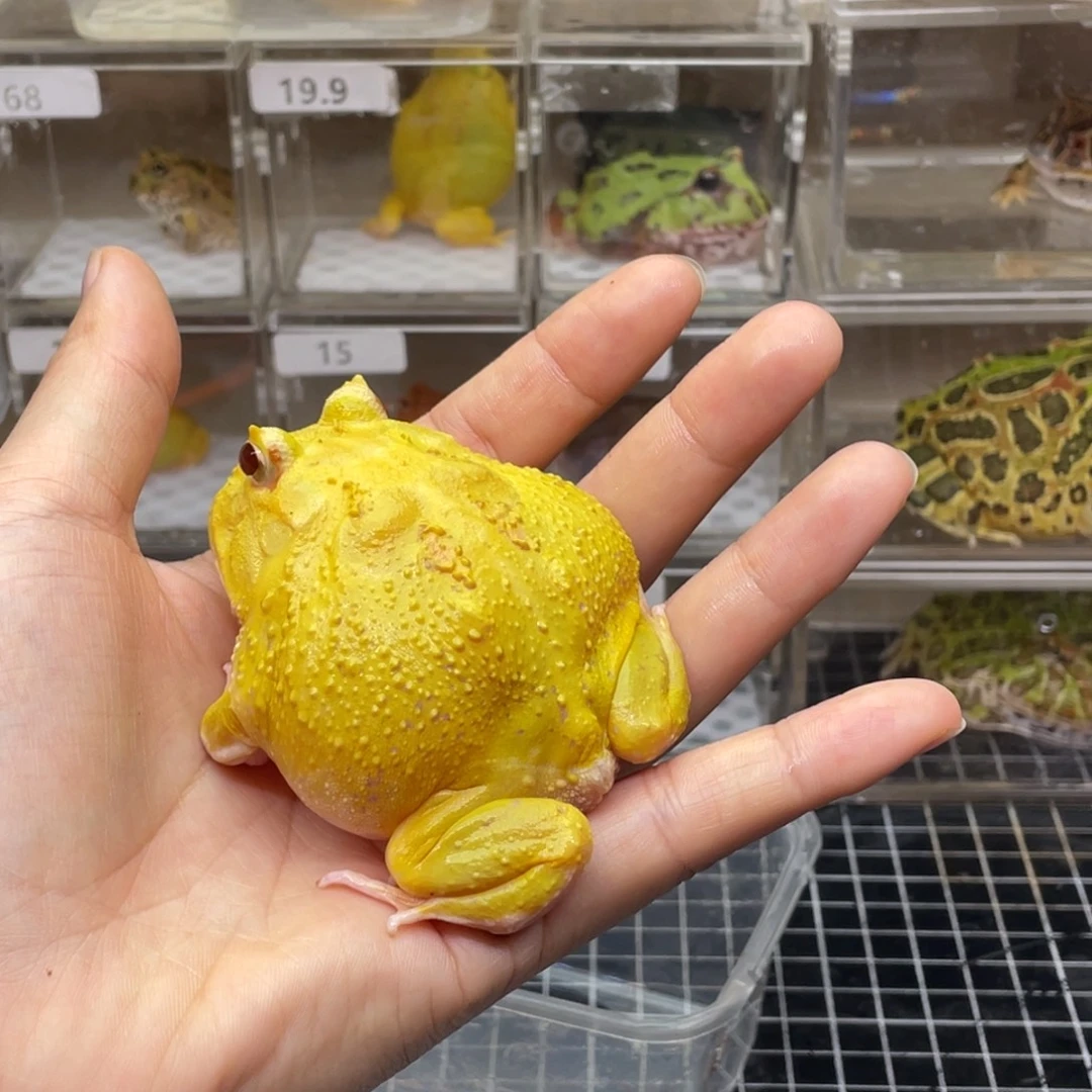 龙***.豹纹守宫角蛙编号2704