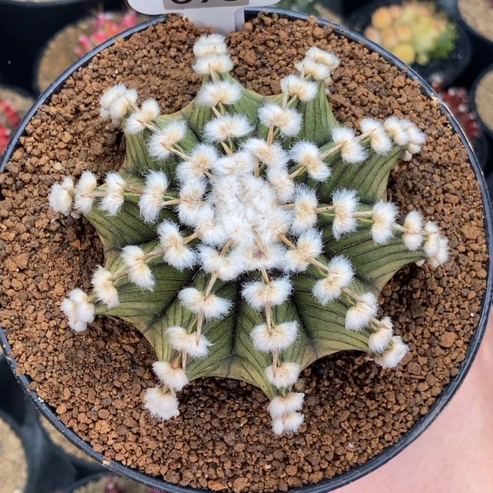 高绒大肋骨 米哈仙人球