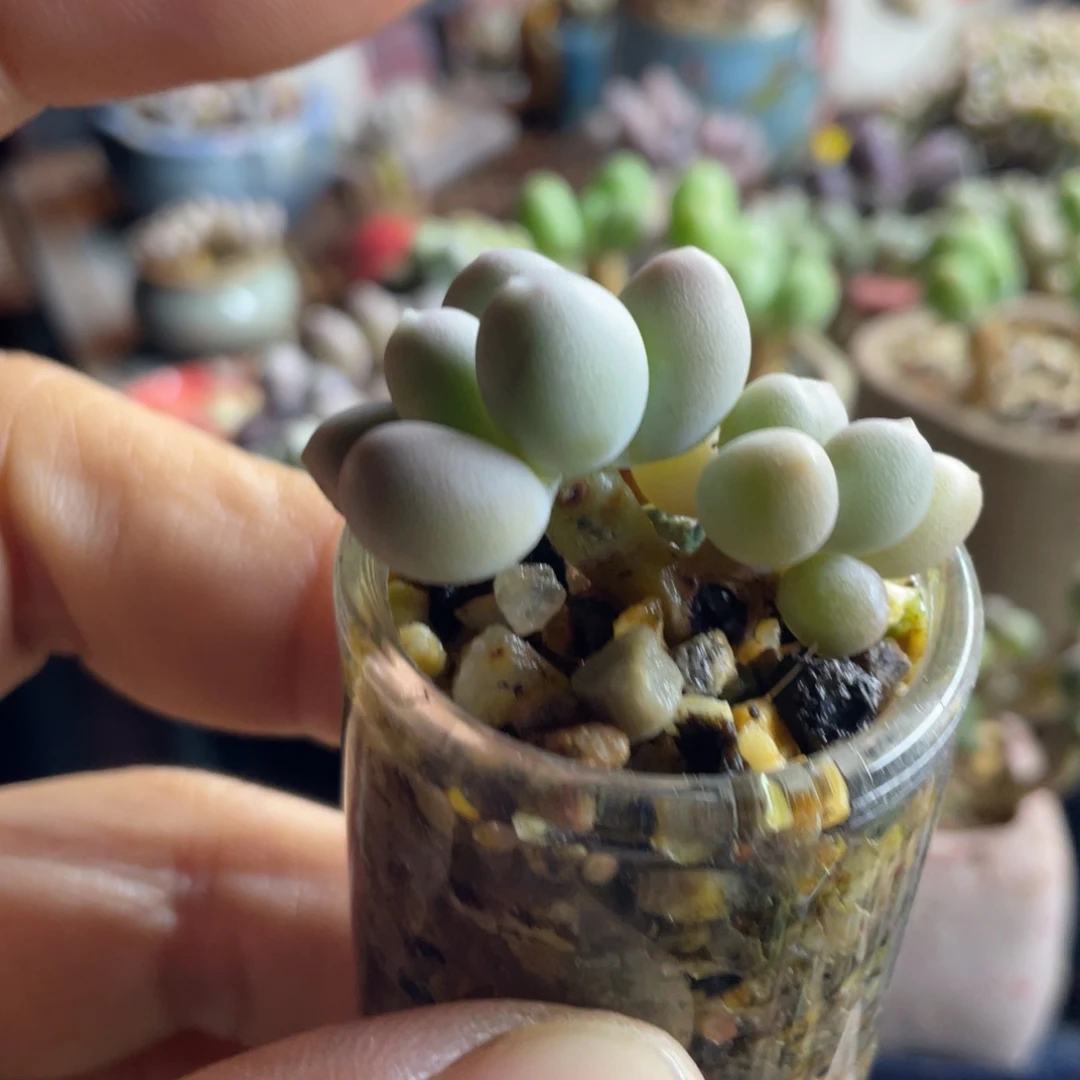 樱花奶群一体肉嘟嘟