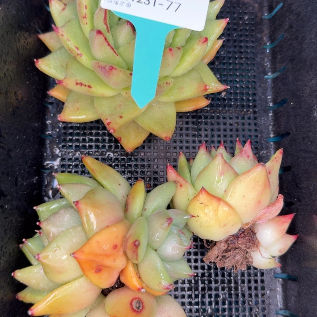 从前慢多肉精选编号1231-77