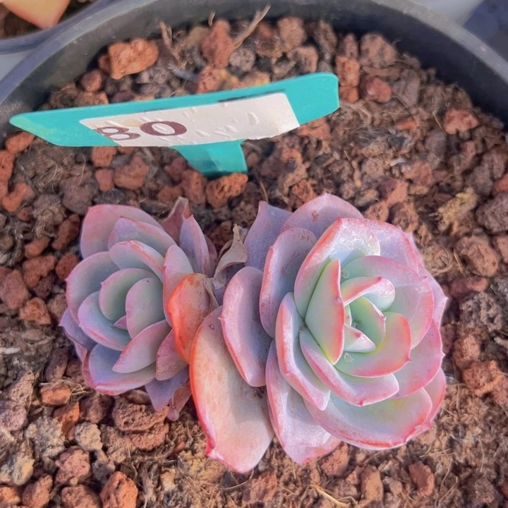 健健康康平平安安