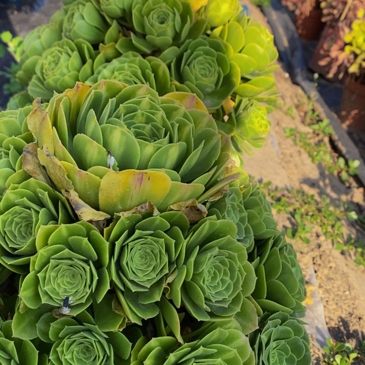 翡翠琉璃一颗多肉植物