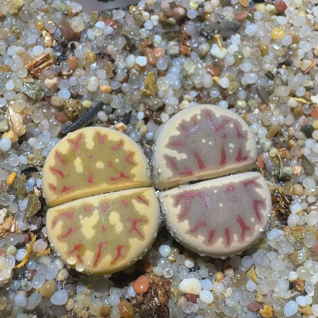 zzzzz精品生石花527