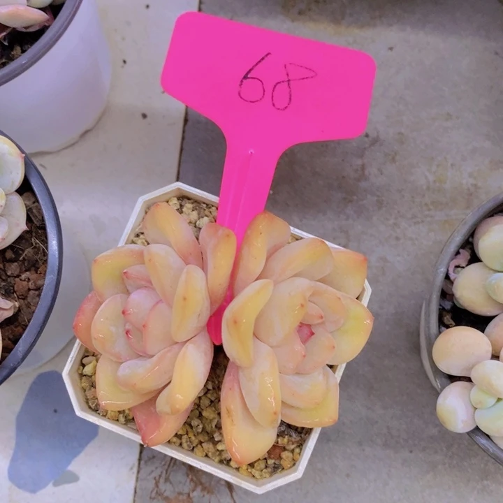 时*机多肉植物，开心多肉