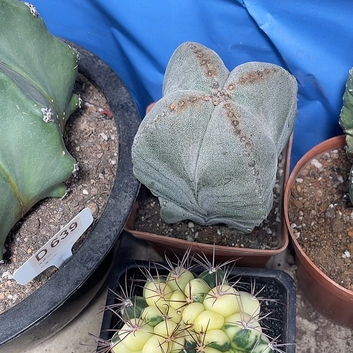 仙人球开花仙人球上