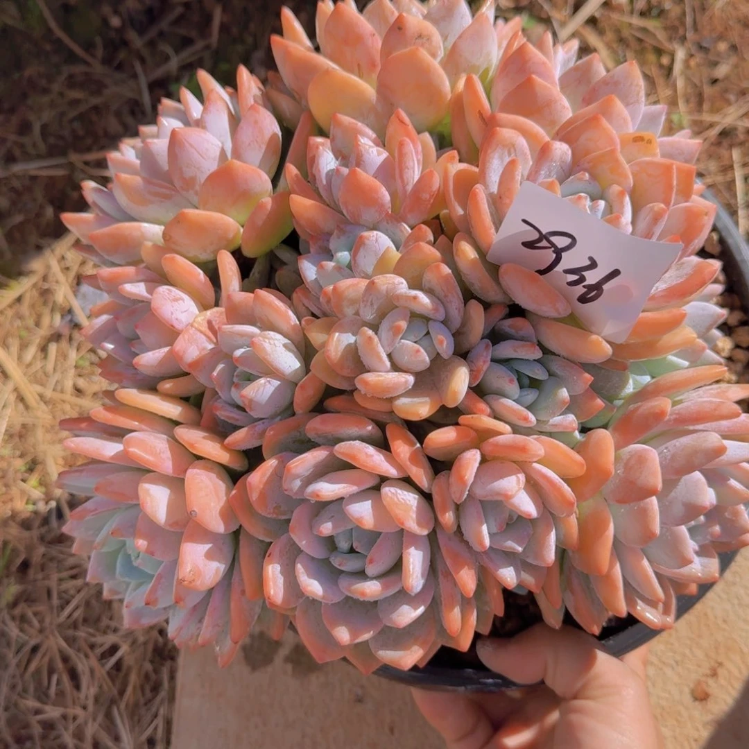 宫****2936冷香多肉植物