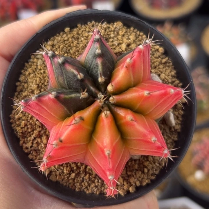 泰国米哈仙人球实生