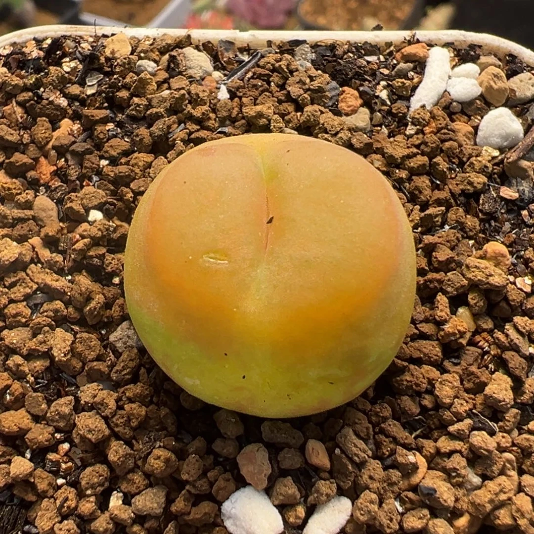 541多肉植物种类和